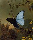 Martin Johnson Heade Canvas Paintings - Blue Morpho Butterfly